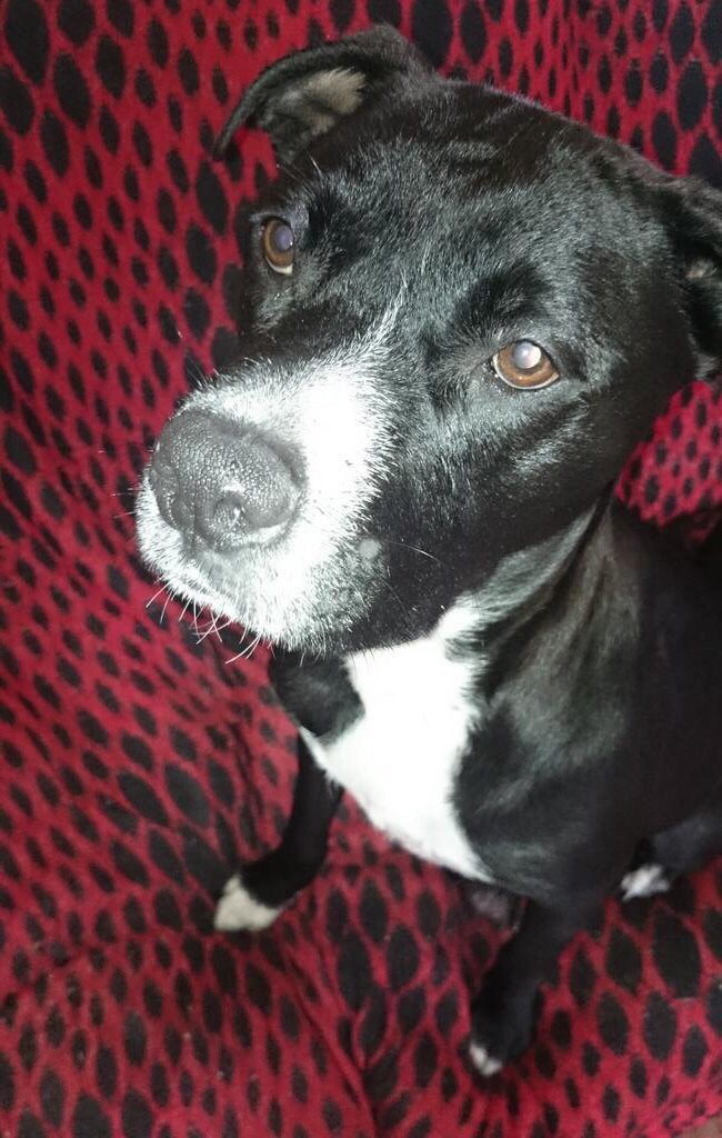 NWDogRescue's tweet photo. Roxy is Mum to 10 pups. She's an American Bull cross herself and has the best temperament - such a lovely girl 💞 https://t.co/2lZ6l2Blxj
