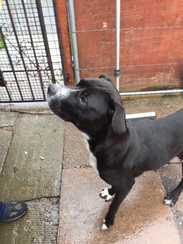 NWDogRescue's tweet photo. Roxy is Mum to 10 pups. She's an American Bull cross herself and has the best temperament - such a lovely girl 💞 https://t.co/2lZ6l2Blxj