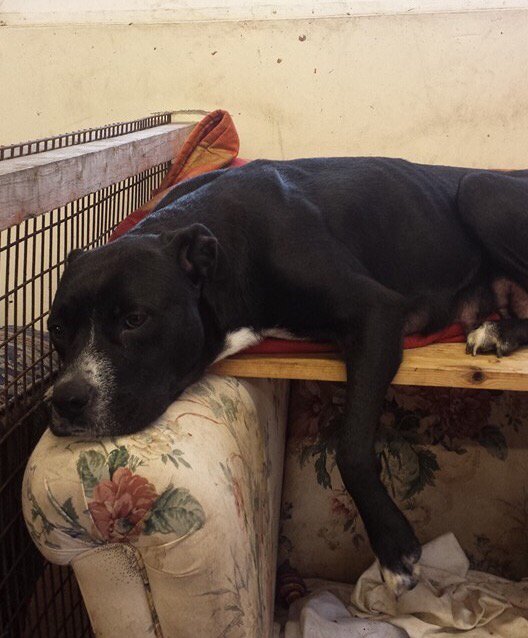 NWDogRescue's tweet photo. Roxy is Mum to 10 pups. She's an American Bull cross herself and has the best temperament - such a lovely girl 💞 https://t.co/2lZ6l2Blxj