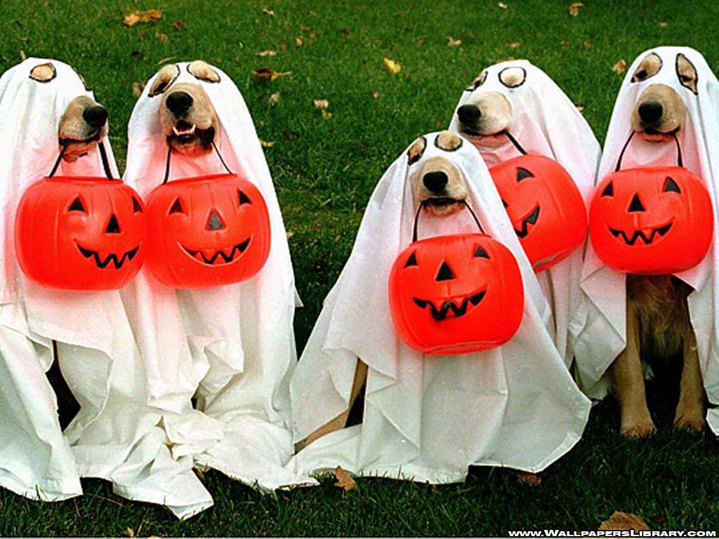 chiK9concierge's tweet photo. Have a fun (AND SAFE) Halloween today! https://t.co/icppUWmXD6