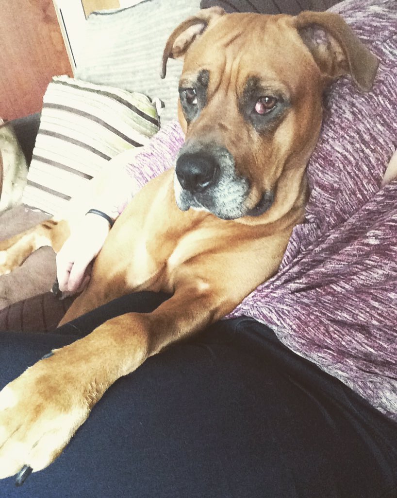 wilsoe11's tweet photo. only snuggles I need visiting the parents on a Saturday! Miss her too much already! 🐶 https://t.co/EVkNUY5A8L