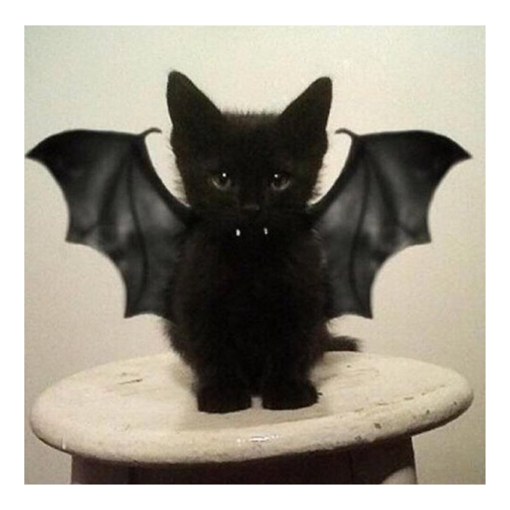 RosieHW's tweet photo. Happy Halloween kittens! 🐱💀🎃👻 https://t.co/R8zKlmpSDn