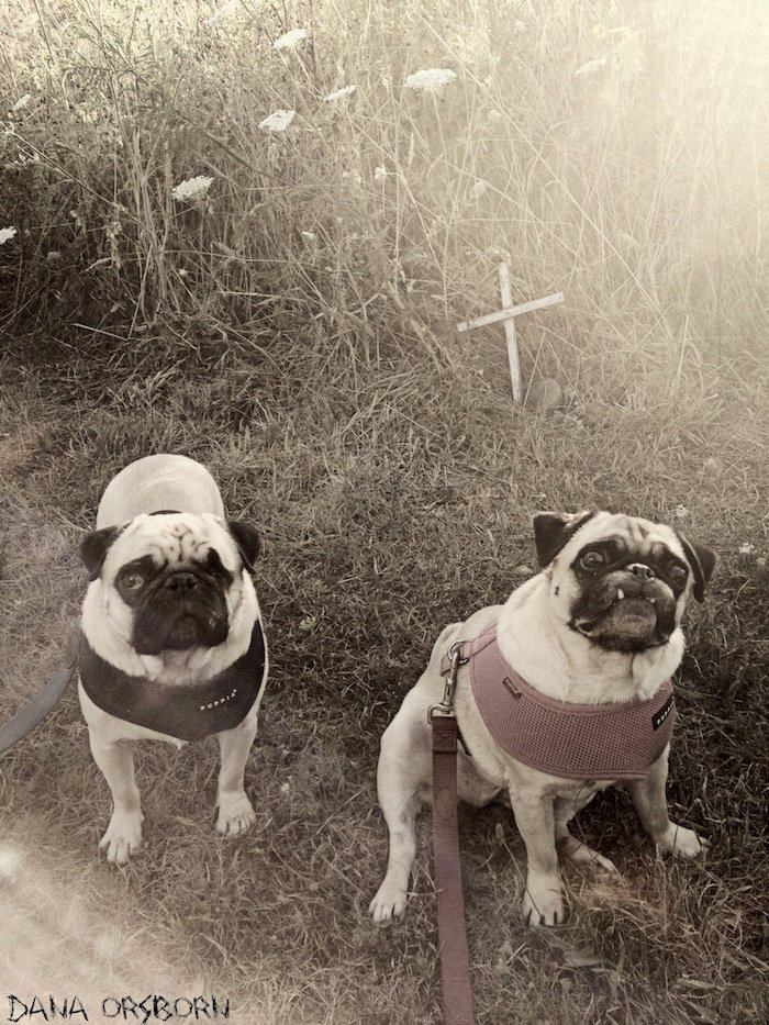 BeefyPug's tweet photo. Happy Halloween! https://t.co/9vD3D0RUHz