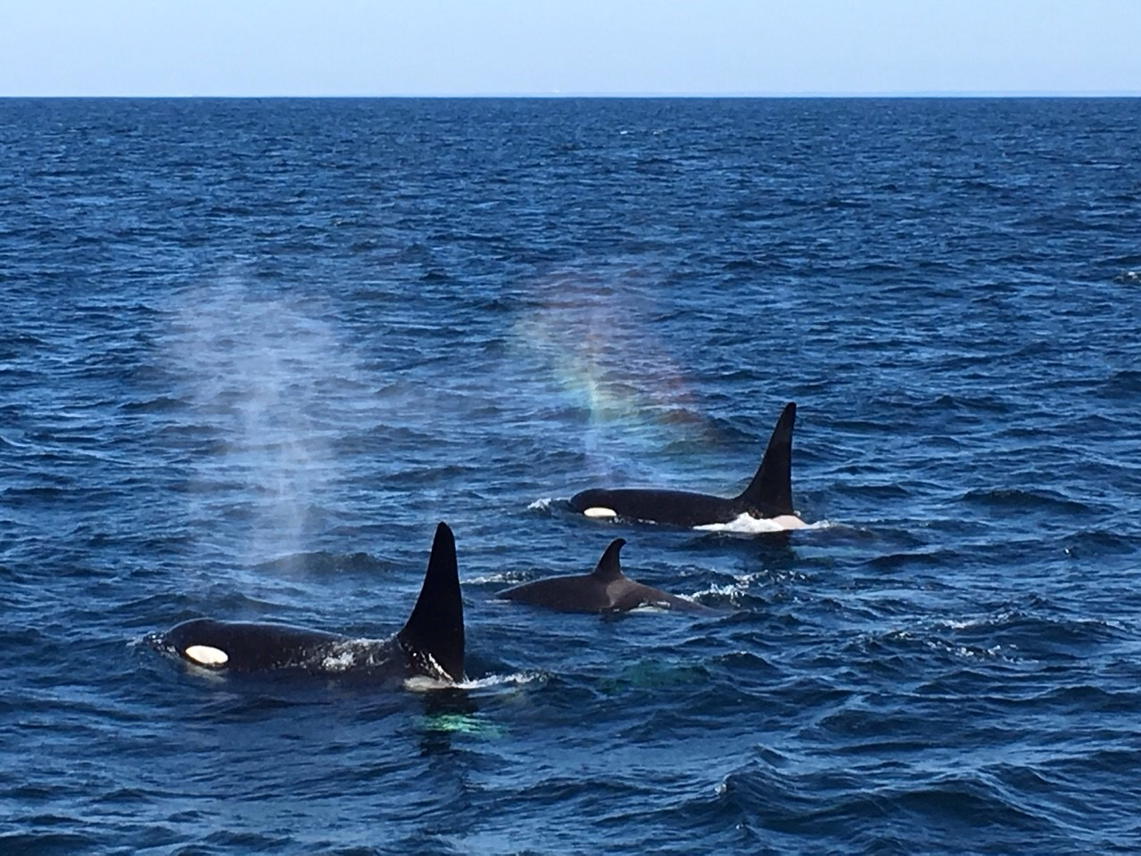 orcayuca's tweet photo. 海に関わる仕事してたら
ほんまに野生のシャチと泳げるんや〜
希望が持てた笑
だからとりあえず明日は波乗り https://t.co/bgWp5B6eh6