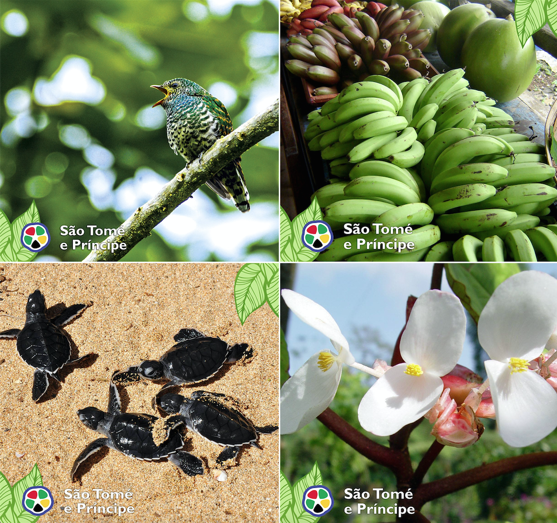 saotomeprin's tweet photo. Pic#4 Il paese della #biodiversità, una delle più varie in tutto il pianeta... #biodiversity #nature #beauty https://t.co/9BXzPKO3w0