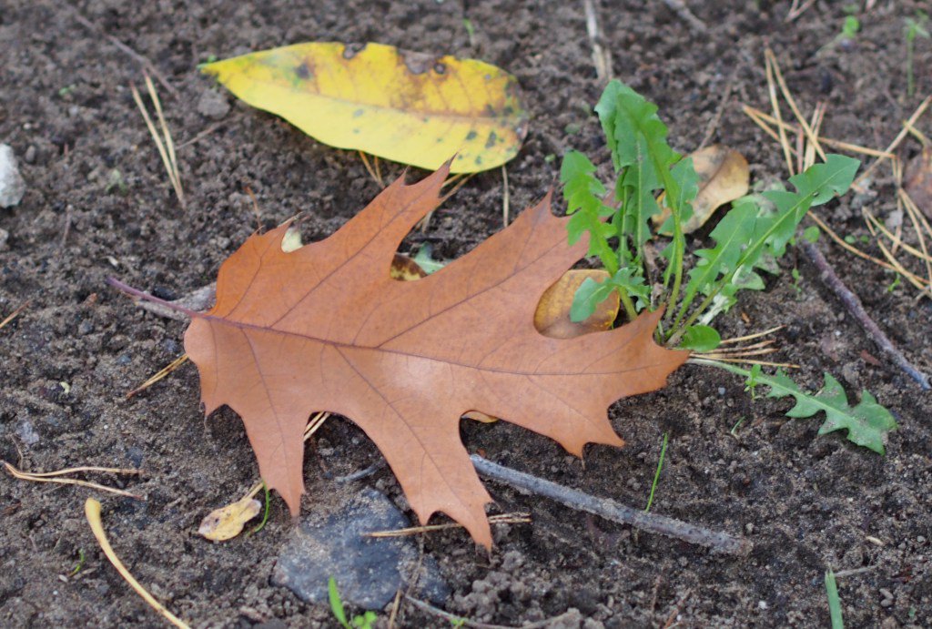 aliencoder's tweet image. Colors of Fall 2015 cyberphoto.wordpress.com/2015/10/31/col…