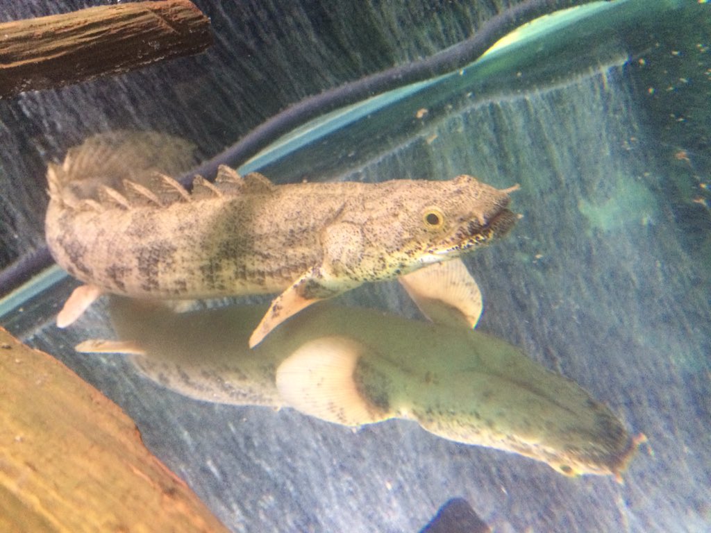 ヨコエ 全然餌食わんのでドジョウを入れたら食ってくれたのでひとまず安心 1週間飯食わんと人間なら死んでしまいそうやけど さすが古代魚 T Co Sqsc2rdxvf ヨコエ 全然餌食わんのでドジョウを入れたら食ってくれたのでひとまず安心 1週間飯食わんと人間なら死んでしまいそうやけど さすが古代魚 T Co Sqsc2rdxvf