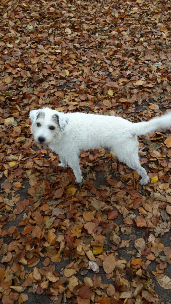 Gezocht: Idefix. Klein, wit, met grote blaf. Is dol op toverdrank en Romeinenkuiten #jutterhike