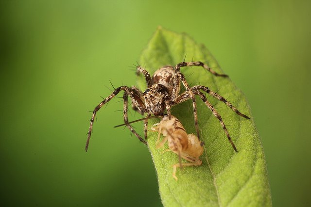 Ibycter's tweet photo. Oxyopids are kinda related to salticids, so it's OK #gatewayspider #Arachtober https://t.co/5OXbm6Dtj5