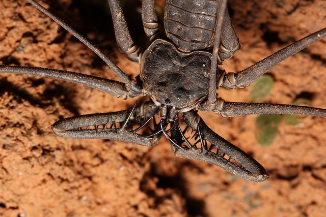 Ibycter's tweet photo. How did it go from salticids to amblypygids so quickly? #gatewayspider #Arachtober It could happen to you! https://t.co/xCI5SdQbMZ