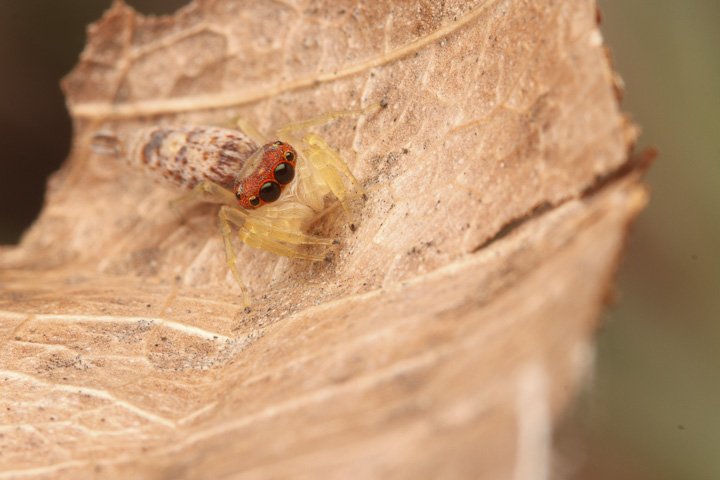 Ibycter's tweet photo. How did it go from salticids to amblypygids so quickly? #gatewayspider #Arachtober It could happen to you! https://t.co/xCI5SdQbMZ