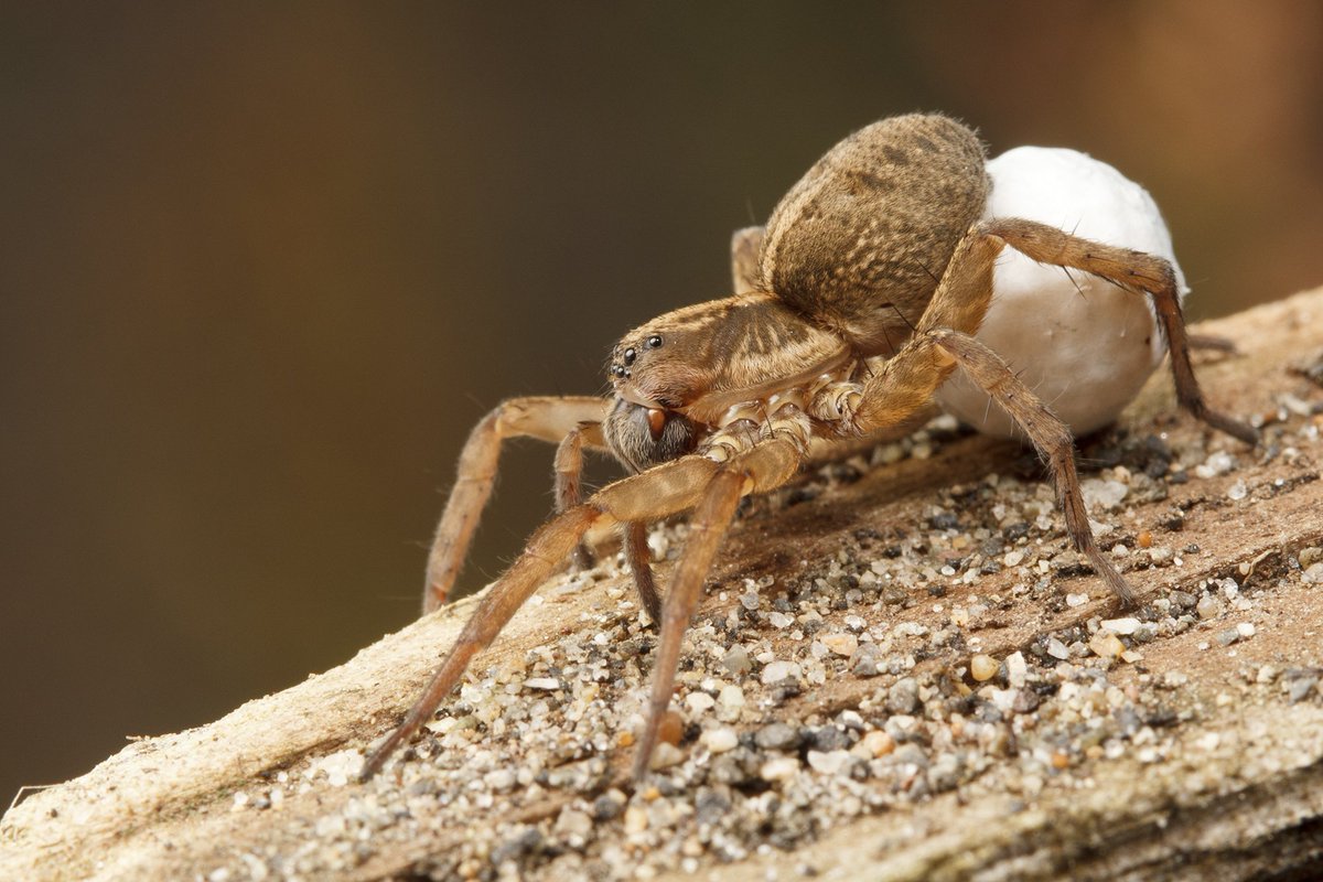 Ibycter's tweet photo. Lycosids are visually-orienting predators, sorta like salticids #gatewayspider #Arachtober https://t.co/LozaaIg3Y8
