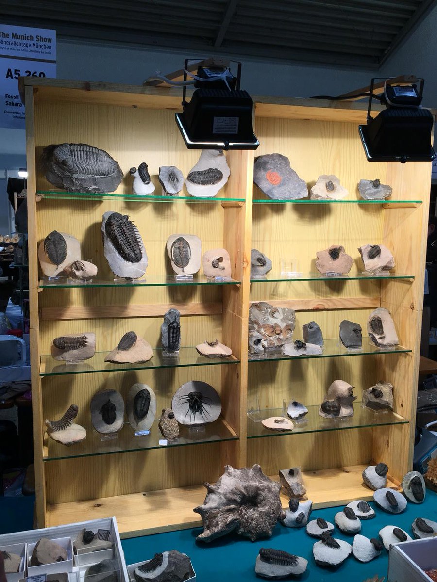 Trilobite #fossils with amazing preparation - Fossil Concept booth #munichmineralshow