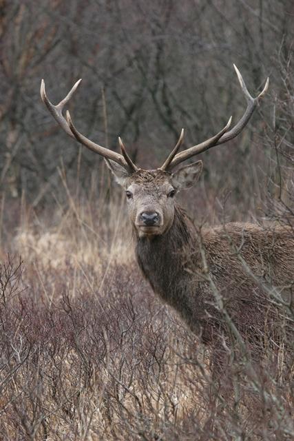 Going through my images from #Mull stayed <a href="/glengormcastle/">Glengorm Castle</a>  <a href="/isleofmull/">l</a> <a href="/mullevents/">Isle of Mull Events</a> <a href="/IsleofMullRG/">Isle of Mull RG</a> <a href="/IsleOfMull__/">Isle of Mull</a>#deer