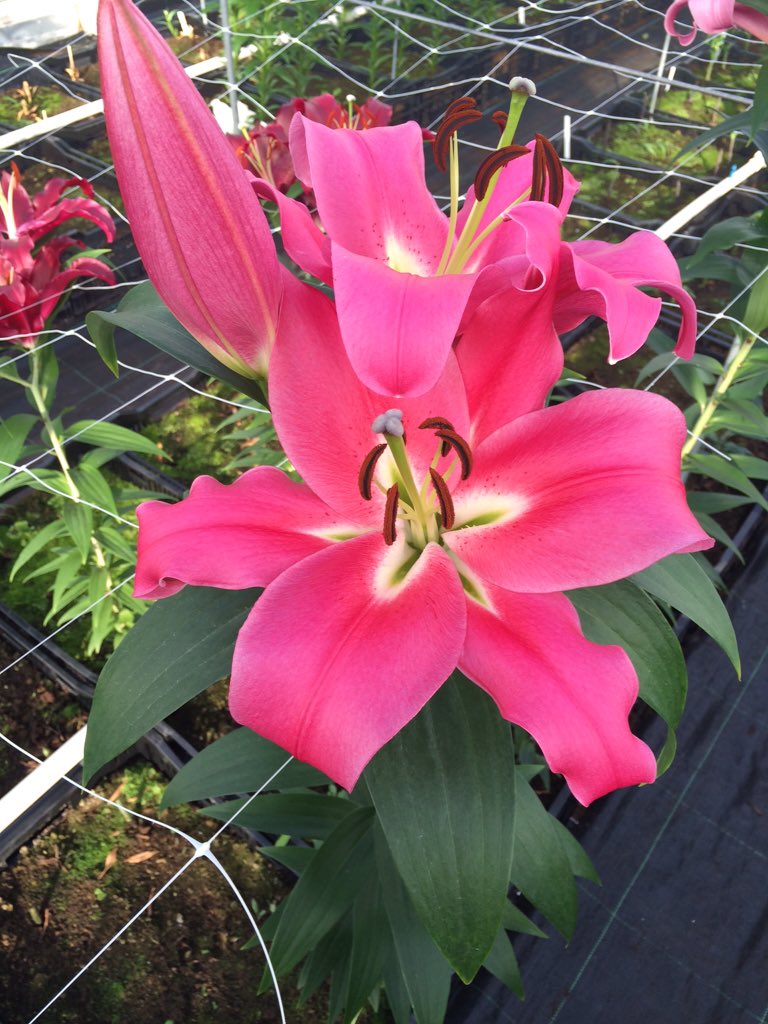 makbreeding's tweet image. @makbreeding: WOW! Outstanding color
OT Fedora
now @ greenhouse t Zand