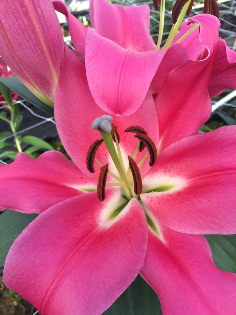 makbreeding's tweet image. @makbreeding: WOW! Outstanding color
OT Fedora
now @ greenhouse t Zand