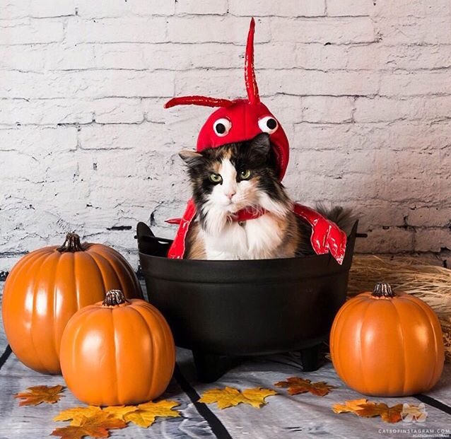 Kitty_Gram's tweet photo. Happy halloween!! Meow https://t.co/vD4NNOktLW