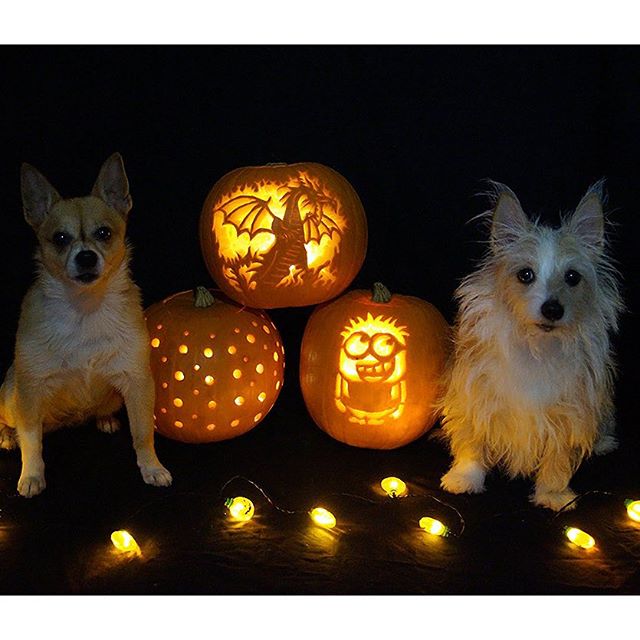 IdogYou's tweet photo. Trick or Treat?. Listos para #Halloween? Comparte tus terroríficas ideas o inspírate en https://t.co/pfvQD4jGZ4 https://t.co/e4SxQJW2ej
