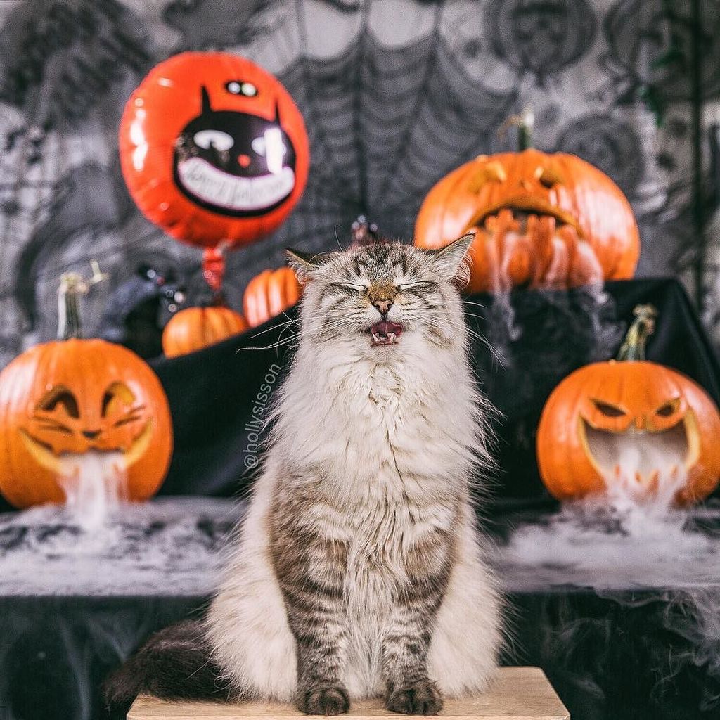 hollysisson's tweet photo. Happy #Halloween! 🎃🐱🎃
#toronto #cat #pet #petphotography
🐾https://t.co/gysPvBlbm3🐾
~
47m… https://t.co/vhCMDlhZQr https://t.co/AG8RjGG3W1