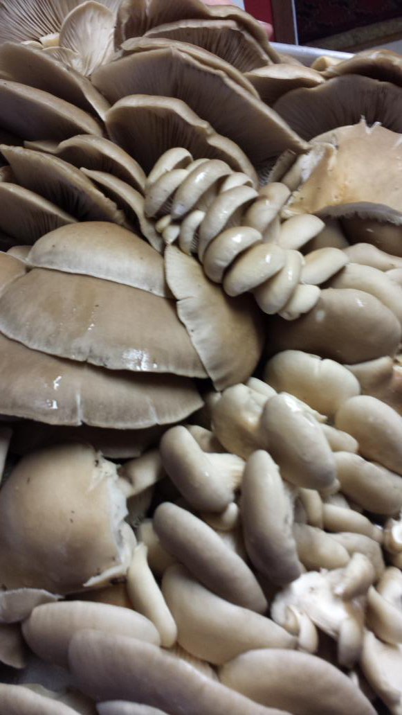 StillLifeFarm's tweet photo. Mushroom extravaganza today at JP farmer's market! 
Winter CSA pick-up, 12-3pm. 
@StillmansFarm #mushrooms #csa https://t.co/MukeRlyaS4
