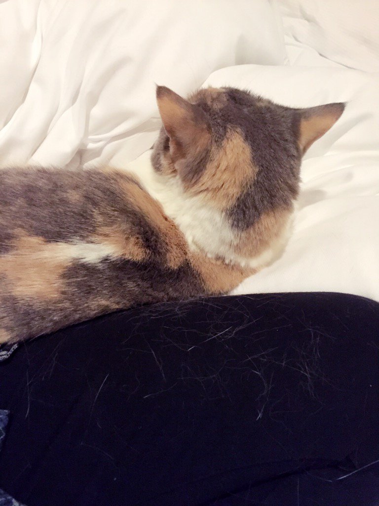 埋め込み画像への固定リンク