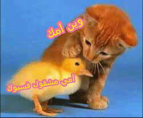 bashiir dahir maxame (@maxamebashiir) on Twitter photo 