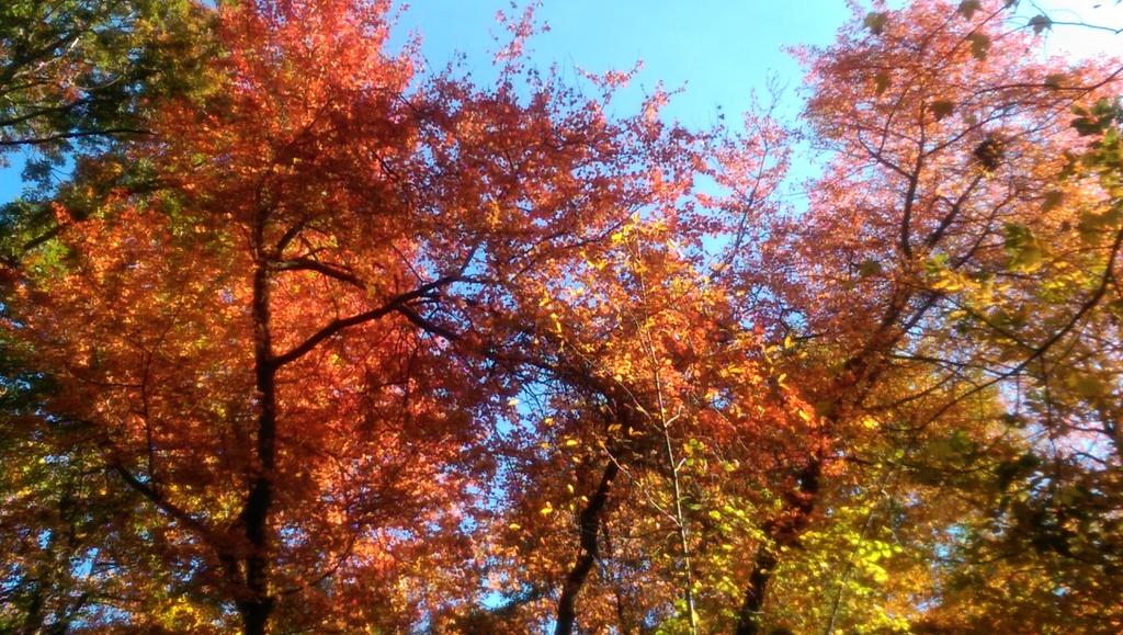 jennifergracen's tweet photo. #fallgasm https://t.co/cIuCu5kmk0