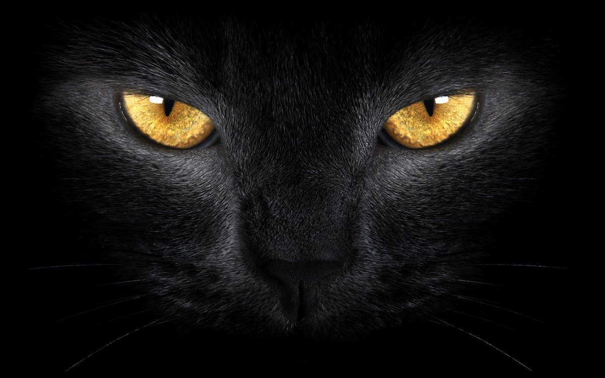codicedeltiempo's tweet photo. Los refugios de EEUU negaron un tiempo dar en adopción gatos negros en octubre para evitar sacrificios de Halloween https://t.co/YN22jdMaK7