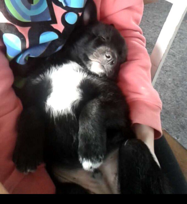 Ino_Buhund's tweet photo. #Choji #norwegianbund #norskbuhund https://t.co/Qy0JcU3mkJ