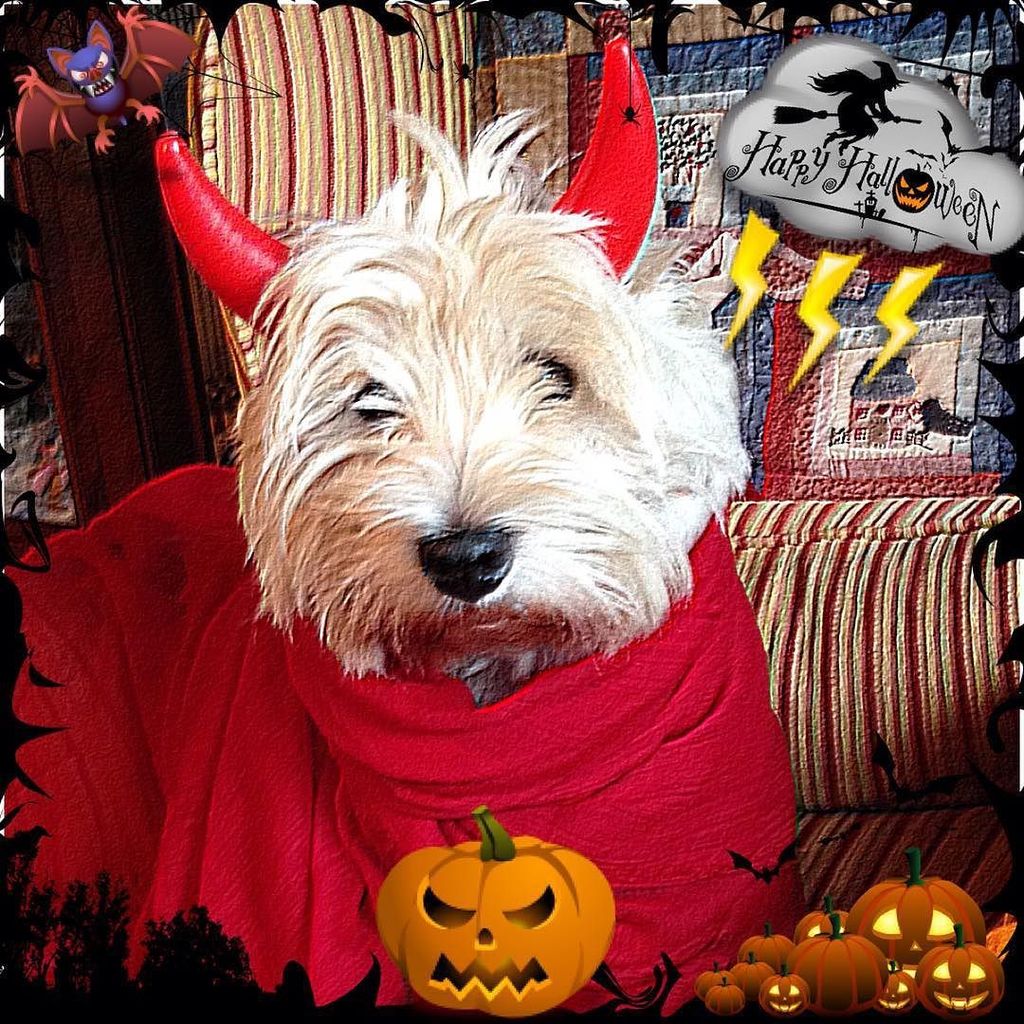 crisfdelacampa's tweet photo. Lo que más me gusta de Halloween? Disfrazar a este enanito!! #happyhalloween #mylittledevi… https://t.co/CUhb88cNdj https://t.co/5bUdEGQkBw