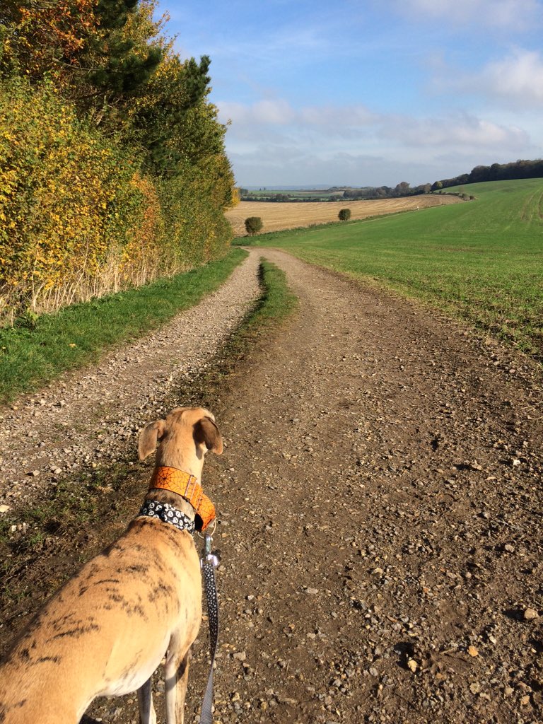 TREATmyHOUND's tweet photo. Out and about enjoying the October sun! X https://t.co/vva8Z2cfUf