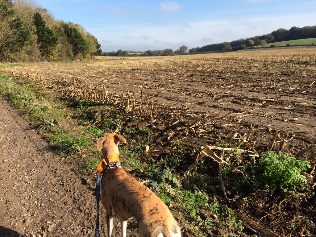 TREATmyHOUND's tweet photo. Out and about enjoying the October sun! X https://t.co/vva8Z2cfUf