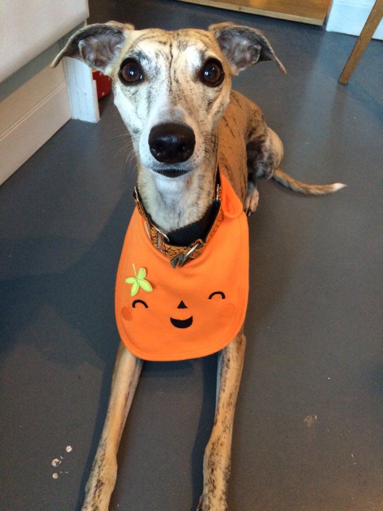 TREATmyHOUND's tweet photo. Happy Halloween! #whippets #halloweendogs #HappyHalloween #pumpkin #houndsfirst https://t.co/4XRQWdjbA2