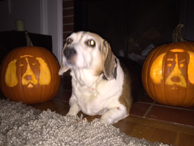 BiddyTheBeagle's tweet photo. @rickygervais https://t.co/NTTn56Elb8