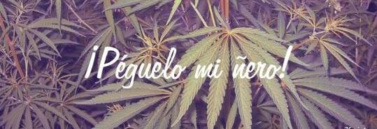 Don_Dogor's tweet photo. Weed ;) https://t.co/mBar6uJm1g