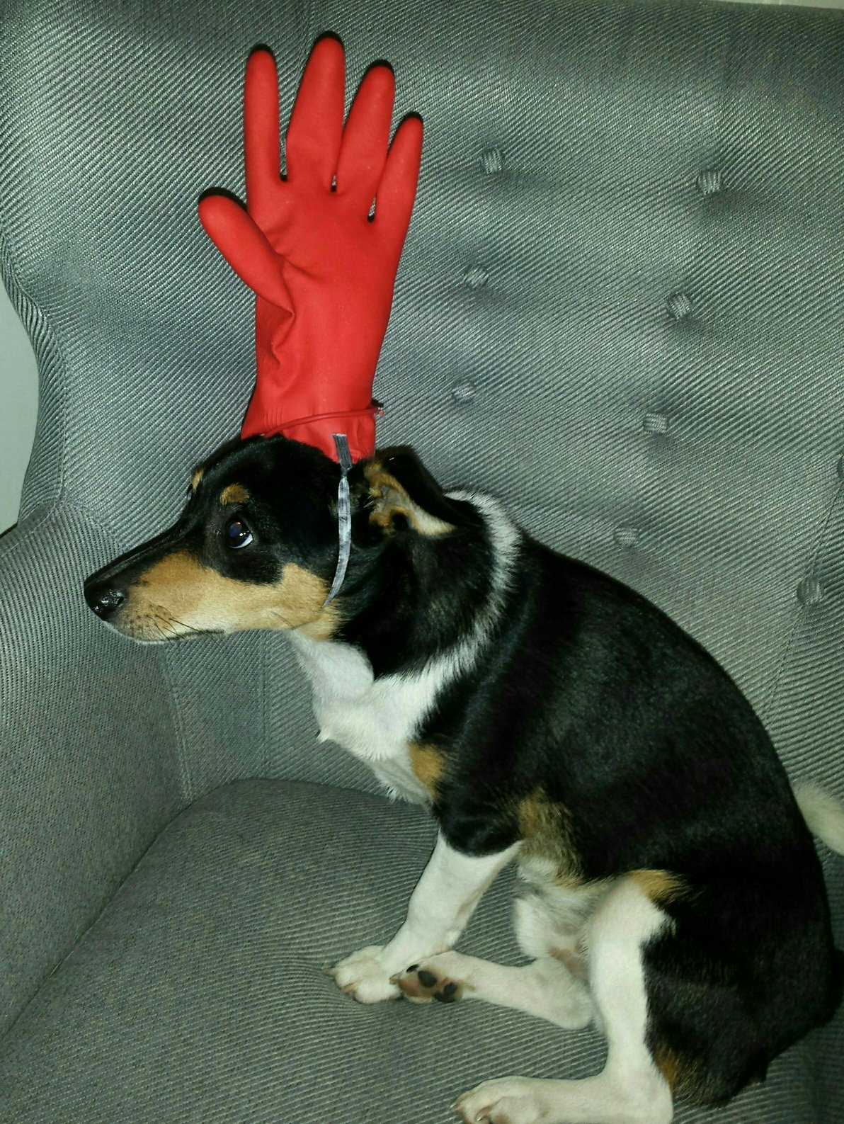 Pupp on Twitter "Toby's Feathers McGraw Halloween costume didn't go down too well... 
