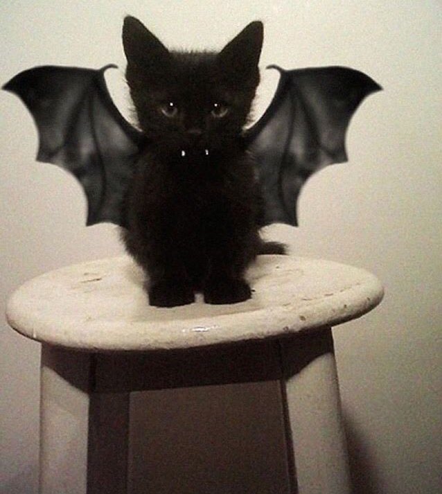 Kitty_Gram's tweet photo. Catula https://t.co/hze0EsZcQr