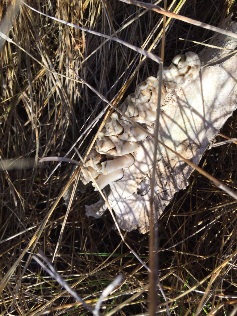 PowderStomp's tweet image. Found in park this morning. Can anyone identify this animal by remaining teeth?