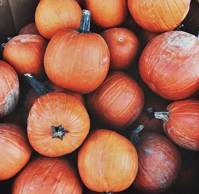 this is why <a href="/WesBentIcy/">Wes.</a> shouldn't trust me to go buy pumpkins. I might be broke, I don't know.