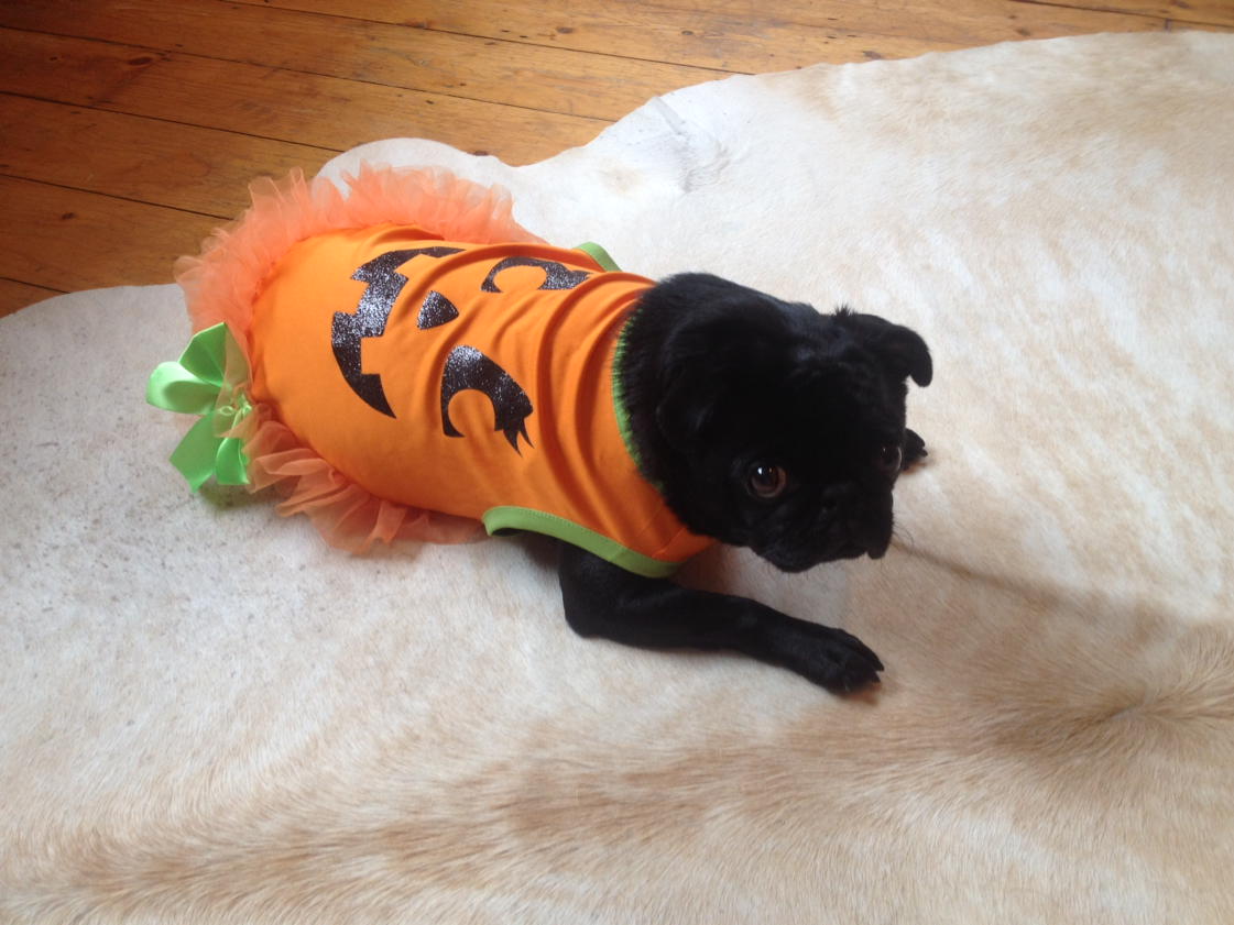 Hayleyrange's tweet photo. Bettie says thank you @asda for making her a Pumpkin Pug! Happy Halloween 👻 x https://t.co/adw4ZejeSO