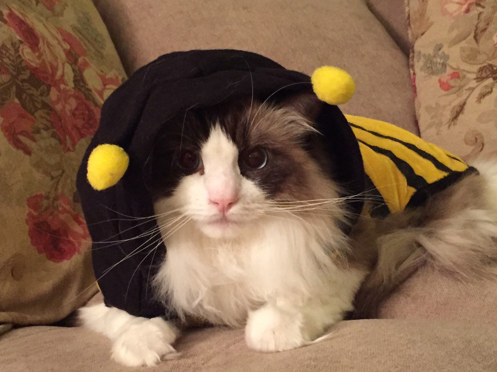 What do you mean a bee?! I thought I was Darth Vader! #halloweencats #ganditissovain