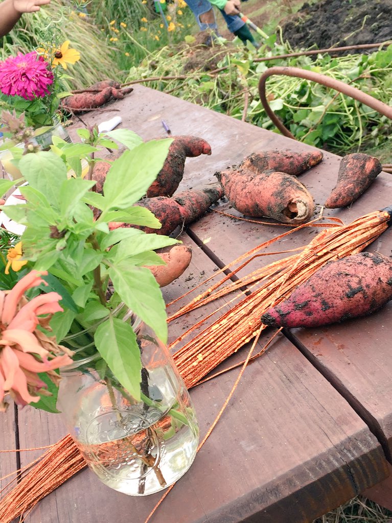 SaraHess17's tweet photo. #tatertots are doing a great job harvesting their #sweetpotatoes @ChartwellsK12 @edibleschoolyrd #sweetpotatofest https://t.co/Wfzhh2hX3J