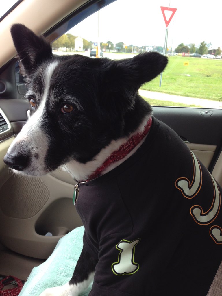 TylerLeigh04's tweet photo. Proof that I have the cutest puppy on the planet. Her glow in the dark skeleton outfit is too perfect today. https://t.co/iCreD53JIe