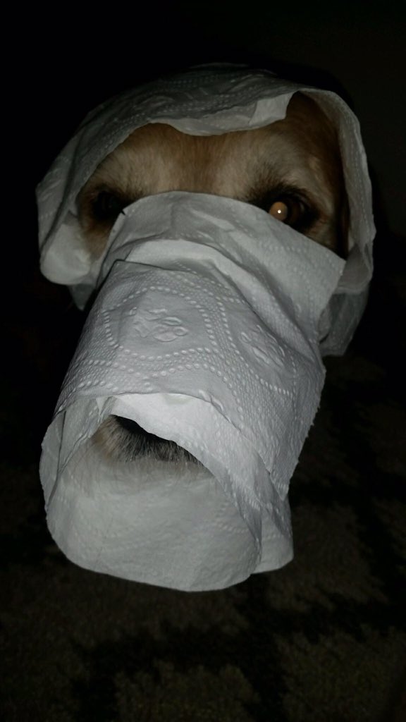 amarkfelder's tweet photo. My dad says my dog is going as a mummy today hahah 😂 https://t.co/baOjKRtq17