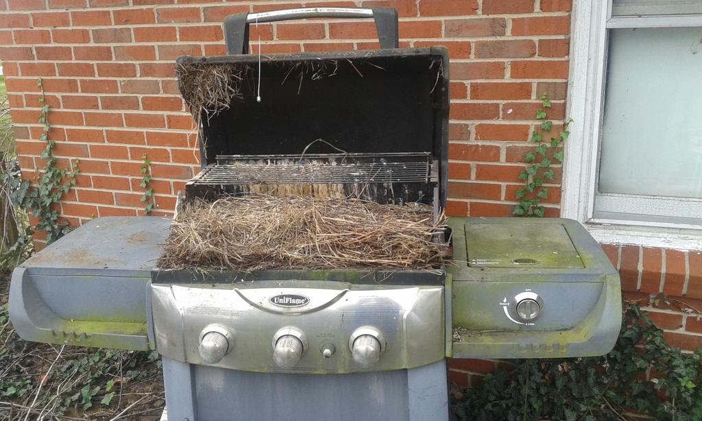 radioboy_todd's tweet photo. #BBQGuru #BBQRIP @bbqguru11 https://t.co/a0Xhkr9hfK