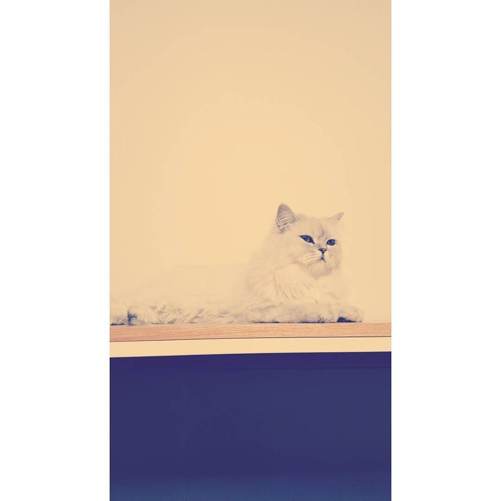 KRDSP's tweet photo. Insta by kxxhara https://t.co/1igr03xkFa #KRHR (차차🐱) https://t.co/XCM6FZAxWz