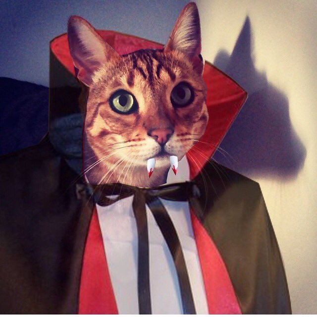 smtong86's tweet photo. After getting bitten by mummy #vampire last night, Taco is now a #catvampire 🙀🎃 #HappyHalloween #bengalcat https://t.co/sFzxRWz8Ya