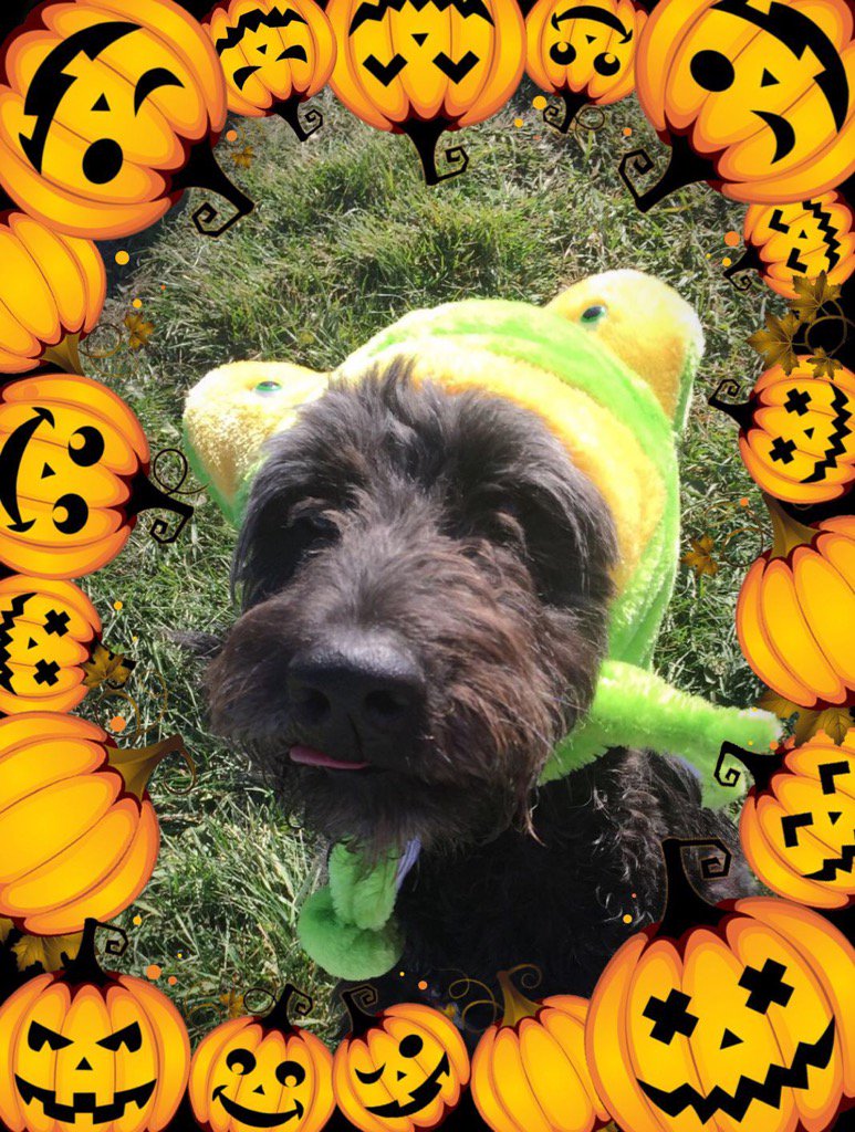 CrateEscape1's tweet photo. Happy Halloween! @PawFu4Pooch By far our funniest Halloween picture this year #airdrie #dog #trickortweet https://t.co/hEf2qzDRoj