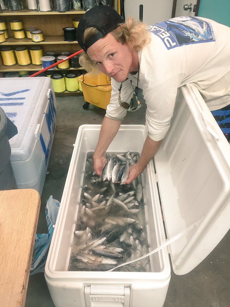 thesaltwaterpro's tweet photo. Always brine your mullet before rigging @PelagicGear @TagBillfish @FishBluewater @TerminalAngler @offdarockladies https://t.co/RcKCGnsAJy