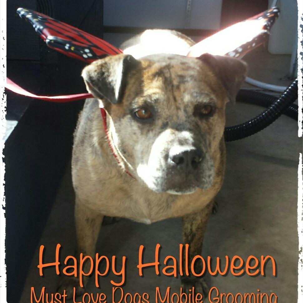 Must Love Dogs (MustLoveDogsMG) Twitter